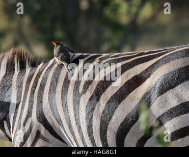 Nairobi, Kenya. 29 Nov, 2016. Un oiseau est assis sur un zèbre est de retour à la célèbre Masai Mara National Reserve, Kenya, le 29 novembre 2016. Plus de 600 espèces d'oiseaux et de la faune sont trouvés ici y compris les éléphants, lions, guépards, girafes, hyène et le vautour. © Pan Siwei/Xinhua/Alamy Live News Banque D'Images