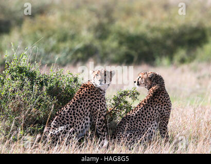 Nairobi, Kenya. 29 Nov, 2016. Deux guépards sont vus à la célèbre Masai Mara National Reserve, Kenya, le 29 novembre 2016. Plus de 600 espèces d'oiseaux et de la faune sont trouvés ici y compris les éléphants, lions, guépards, girafes, hyène et le vautour. © Pan Siwei/Xinhua/Alamy Live News Banque D'Images