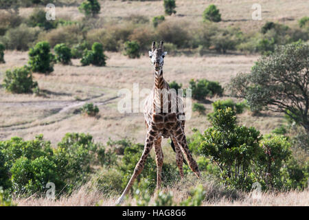 Nairobi, Kenya. 29 Nov, 2016. Une girafe est vu à la célèbre Masai Mara National Reserve, Kenya, le 29 novembre 2016. Plus de 600 espèces d'oiseaux et de la faune sont trouvés ici, y compris l'éléphant, le lion, la girafe, l'hyène et le vautour. © Pan Siwei/Xinhua/Alamy Live News Banque D'Images