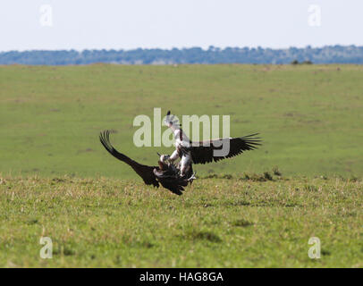 Nairobi, Kenya. 29 Nov, 2016. Les vautours sont vus à la célèbre Masai Mara National Reserve, Kenya, le 29 novembre 2016. Plus de 600 espèces d'oiseaux et de la faune sont trouvés ici, y compris l'éléphant, le lion, la girafe, l'hyène et le vautour. © Pan Siwei/Xinhua/Alamy Live News Banque D'Images