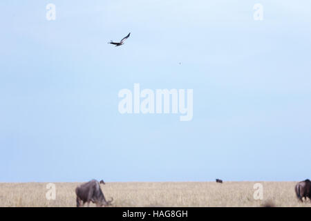 Nairobi, Kenya. 29 Nov, 2016. Un aigle vole au-dessus de la prairie la célèbre Masai Mara National Reserve, Kenya, le 29 novembre 2016. Plus de 600 espèces d'oiseaux et de la faune sont trouvés ici, y compris l'éléphant, le lion, la girafe, l'hyène et le vautour. © Pan Siwei/Xinhua/Alamy Live News Banque D'Images