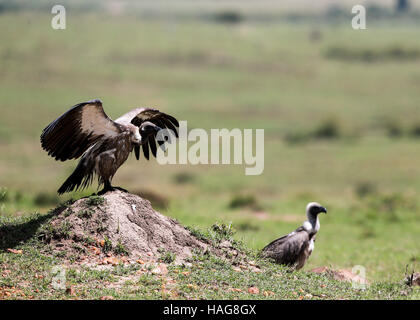 Nairobi, Kenya. 29 Nov, 2016. Les vautours sont vus à la célèbre Masai Mara National Reserve, Kenya, le 29 novembre 2016. Plus de 600 espèces d'oiseaux et de la faune sont trouvés ici y compris les éléphants, lions, guépards, girafes, hyène et le vautour. © Pan Siwei/Xinhua/Alamy Live News Banque D'Images