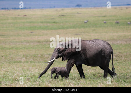 Nairobi, Kenya. 29 Nov, 2016. Un éléphant d'Afrique et sa cub sont vus à la célèbre Masai Mara National Reserve, Kenya, le 29 novembre 2016. Plus de 600 espèces d'oiseaux et de la faune sont trouvés ici y compris les éléphants, lions, guépards, girafes, hyène et le vautour. © Pan Siwei/Xinhua/Alamy Live News Banque D'Images