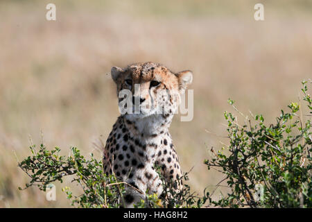 Nairobi, Kenya. 29 Nov, 2016. Un guépard est vu à la célèbre Masai Mara National Reserve, Kenya, le 29 novembre 2016. Plus de 600 espèces d'oiseaux et de la faune sont trouvés ici y compris les éléphants, lions, guépards, girafes, hyène et le vautour. © Pan Siwei/Xinhua/Alamy Live News Banque D'Images