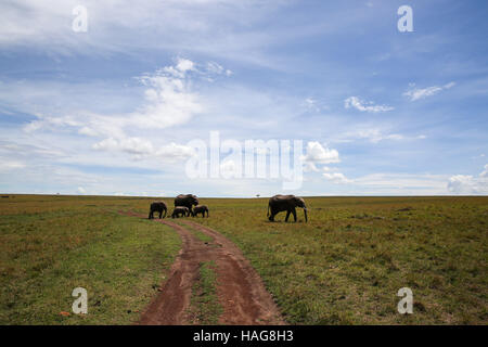 Nairobi, Kenya. 29 Nov, 2016. Les éléphants et leurs petits sont vus à la célèbre Masai Mara National Reserve, Kenya, le 29 novembre 2016. Plus de 600 espèces d'oiseaux et de la faune sont trouvés ici y compris les éléphants, lions, guépards, girafes, hyène et le vautour. © Pan Siwei/Xinhua/Alamy Live News Banque D'Images