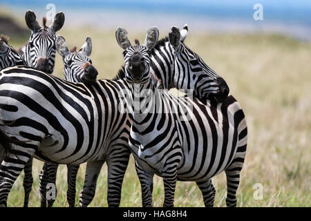 Nairobi, Kenya. 29 Nov, 2016. Les zèbres sont vus à la célèbre Masai Mara National Reserve, Kenya, le 29 novembre 2016. Plus de 600 espèces d'oiseaux et de la faune sont trouvés ici y compris les éléphants, lions, guépards, girafes, hyène et le vautour. © Pan Siwei/Xinhua/Alamy Live News Banque D'Images