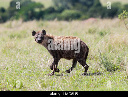 Nairobi, Kenya. 29 Nov, 2016. Une hyène est vu à la célèbre Masai Mara National Reserve, Kenya, le 29 novembre 2016. Plus de 600 espèces d'oiseaux et de la faune sont trouvés ici y compris les éléphants, lions, guépards, girafes, hyène et le vautour. © Pan Siwei/Xinhua/Alamy Live News Banque D'Images