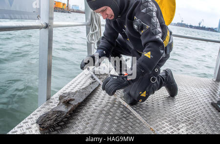 Wismar, Allemagne. 30Th Nov, 2016. Le plongeur recherche Dirk Hering mesure un morceau de bois d'un cog médiévale qui ont été extraites à partir du port de Wismar, Allemagne, 30 novembre 2016. Les archéologues ont commencé à découvrir deux épaves médiévales de la mer baltique, accompagné par temps orageux. Les navires ont été remonte à la 13e et 14e siècle par l'analyse des fragments de bois récupéré. Photo : Jens Büttner/dpa-Zentralbild/dpa/Alamy Live News Banque D'Images