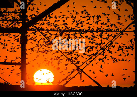 Pays de Galles Aberystwyth UK, le mercredi 30 novembre 2016 UK météo : alors que le soleil se couchait dans un ciel orange de façon spectaculaire sur la baie de Cardigan sur une autre soirée glaciale, les volées d'étourneaux voler dans leurs aires d'alimentation de la journée à se percher sur Aberystwyth pier sur la côte de l'ouest du pays de Galles à la tombée de chaque nuit à l'automne et l'hiver, des dizaines de milliers d'oiseaux se rassemblent pour se percher en toute sécurité pendant la nuit sur les pieds en de treillis sous la station de Victoria pier . Credit : Keith morris/Alamy Live News Banque D'Images