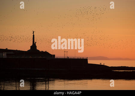 Aberystwyth, Pays de Galles, Royaume-Uni. 30Th Nov, 2016. Les volées d'étourneaux swiring sur la mer au large de Aberystwyth tandis que les chiffres qui se profile sur les rochers et la promenade sur Lok. Les collines du sud de Ceredigion dans l'arrière-plan. Credit : Alan Hale/Alamy Live News Banque D'Images