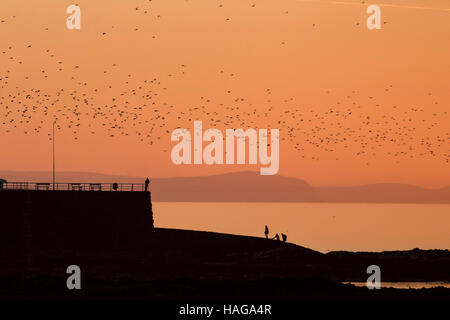 Aberystwyth, Pays de Galles, Royaume-Uni. 30Th Nov, 2016. Les volées d'étourneaux swiring sur la mer au large de Aberystwyth tandis que les chiffres qui se profile sur les rochers et la promenade sur Lok. Les collines du sud de Ceredigion dans l'arrière-plan. Credit : Alan Hale/Alamy Live News Banque D'Images