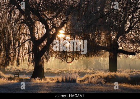 Bushy Park, SW London, Royaume-Uni. Le 30 novembre 2016. La nuit avec les bas de moins 6 degrés celsius c'était un démarrage à froid de la journée, comme le soleil se levait sur l'Étang du héron à Bushy Park, Londres SW. Banque D'Images