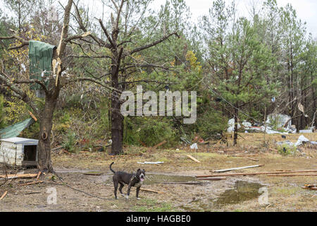 Sulligent, Al, États-Unis d'Amérique. 29 Nov, 2016. Ce chien a été dehors toute la nuit, mais a survécu à la tornade juste très bien. Les débris étaient éparpillés everwhere, mais sa niche n'était même pas touché. La tornade couper à travers une zone juste au sud d'Sulligent, Alabama. © Crédit : /ZUMA Wire/Alamy Live News Banque D'Images