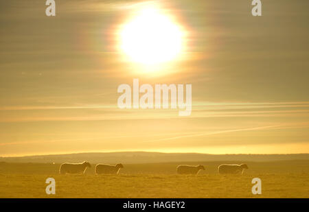 Des moutons paissant sur les South Downs, le nouveau parc national du Royaume-Uni, le matin du premier jour de l'hiver météorologique. Banque D'Images