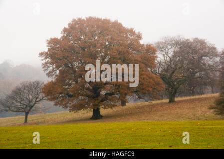 Brentwood, Essex, 1 décembre 2016, matin brumeux dans Weald Park Crédit : Ian Davidson/Alamy Live News Banque D'Images