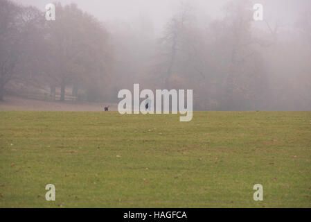 Brentwood, Essex, 1 décembre 2016, matin brumeux dans Weald Park Crédit : Ian Davidson/Alamy Live News Banque D'Images