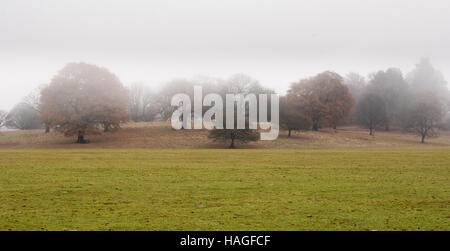 Brentwood, Essex, 1 décembre 2016, matin brumeux dans Weald Park Crédit : Ian Davidson/Alamy Live News Banque D'Images