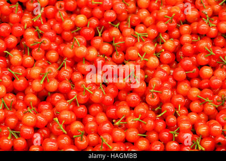 Les cerises mûres riches frais Banque D'Images