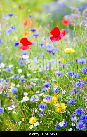 Châssis complet de fleurs et les herbes Banque D'Images