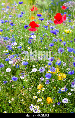 Châssis complet de fleurs et les herbes Banque D'Images