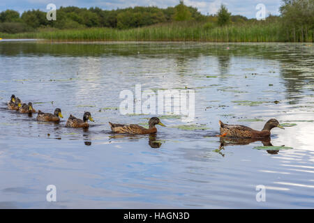 Canards dans une rangée. Banque D'Images