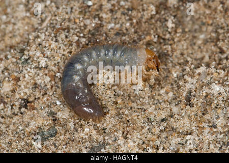 Gerippter Brachkäfer Junikäfer, larve, Käferlarve,,, Sonnenwendkäfer Engerling, Amphimallon solstitiale, Rhizotragus solstitialis, été hanneton européen, Euro Banque D'Images