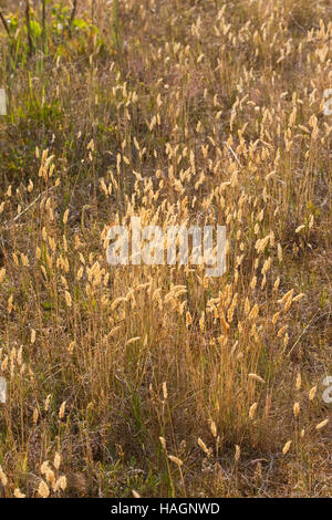 Ruchgras duftgras ANTHOXANTHUM odoratum idéal herbe pour fumage avec heuduft