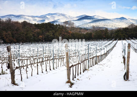 Les rangées de vignes couvertes de neige en hiver. Campagne du Chianti, Florence, Toscane, Italie Banque D'Images