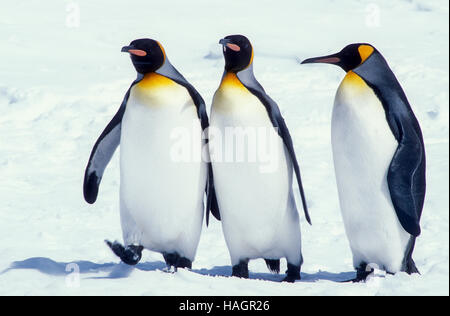 Le roi Penquins, le deuxième plus grand sur la terre, sur l'île de Géorgie du Sud, l'Antarctique, l'accouplement s'affichent en pleine tempête Banque D'Images