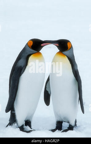 Le roi Penquins, le deuxième plus grand sur la terre, sur l'île de Géorgie du Sud, l'Antarctique, l'accouplement s'affichent en pleine tempête Banque D'Images