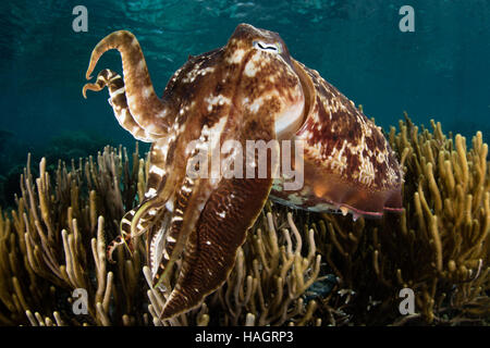 Un Broadclub grande seiche (Sepia latimanus) plane au-dessus d'une magnifique barrière de corail dans le Parc National de Komodo, en Indonésie. Banque D'Images