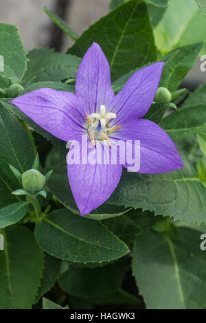 Platycodon mauve en forme d'étoile Banque D'Images