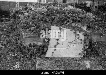 Une pierre tombale portant sur le côté recouvert de lierre et de mauvaises herbes en noir et blanc Banque D'Images