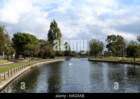 Le canard étang dans un parc local Banque D'Images