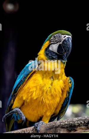 Aras oiseau sur branche sec Banque D'Images