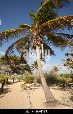 Palmiers sur la côte de Tulum, Paya del Carmen, au Mexique. Banque D'Images
