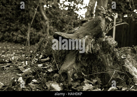 Arbre tombé avec les racines exposées Banque D'Images