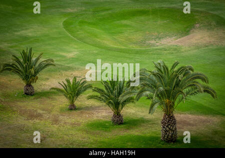 Palmiers croissant sur le terrain de golf de Gran Canaria Banque D'Images