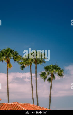 Vue sur le paltrees au-dessus des toits de maisons d'une oh dans Maspalomas Gran Canaria, Îles Canaries, Espagne Banque D'Images