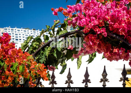 Fleurs colorées au printemps en fleurs à Gran Canaria Banque D'Images