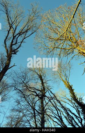 Les arbres dans un cercle avec des branches sans feuilles sous un soleil couchant Banque D'Images