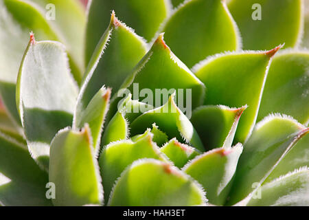 Cactus Sempervivum tectorum close up Banque D'Images