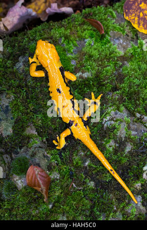 Salamandre (Salamandra salamandra incendie gigliolii), des profils sur le terrain haut formulaire d'affichage Banque D'Images