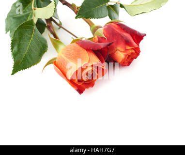 Roses Orange isolé la surface blanche dessus Banque D'Images