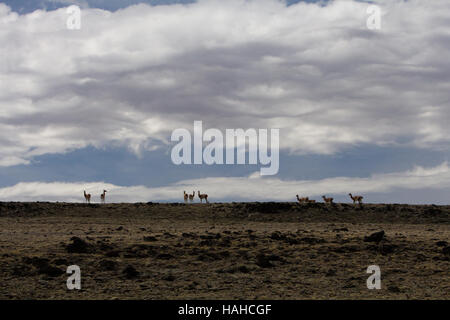 Un troupeau de guanacos silhouetté contre le ciel et nuages sur le plateau de la Sibérie de la Patagonie de l'Argentine Banque D'Images