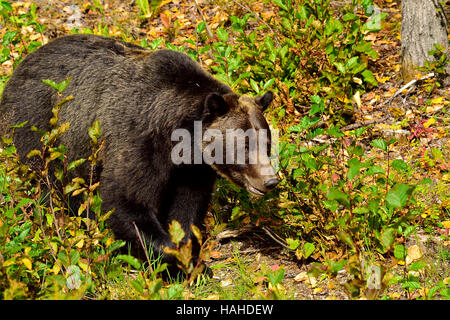 Un adulte l'ours grizzli Ursus arctos ; marcher de l'avant jusqu'à l'automne la végétation de couleur Banque D'Images