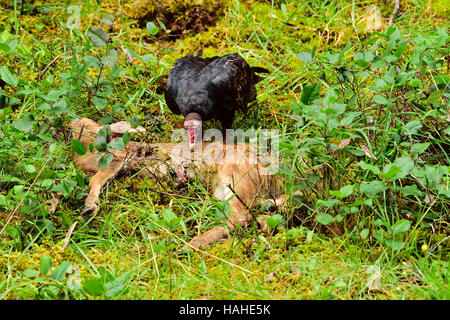 Un Urubu à tête rouge (Cathartes aura) se nourrissant sur une route de cerfs tués Banque D'Images