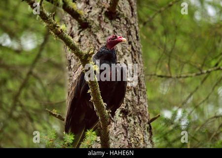 Un Urubu à tête rouge (Cathartes aura) perché sur une branche d'arbre à la recherche d'animaux tués sur la route le long d'une route sur l'île de Vancouver, B.C. Canada. Banque D'Images