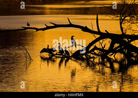 Le cormoran Phalacrocorax carbo oiseaux se perchent au coucher du soleil Banque D'Images