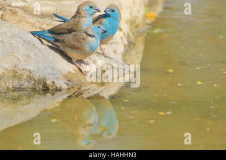 Blue Waxbill - Oiseaux sauvages de l'Afrique de l'arrière-plan coloré - Reflet d'amis colorés Banque D'Images